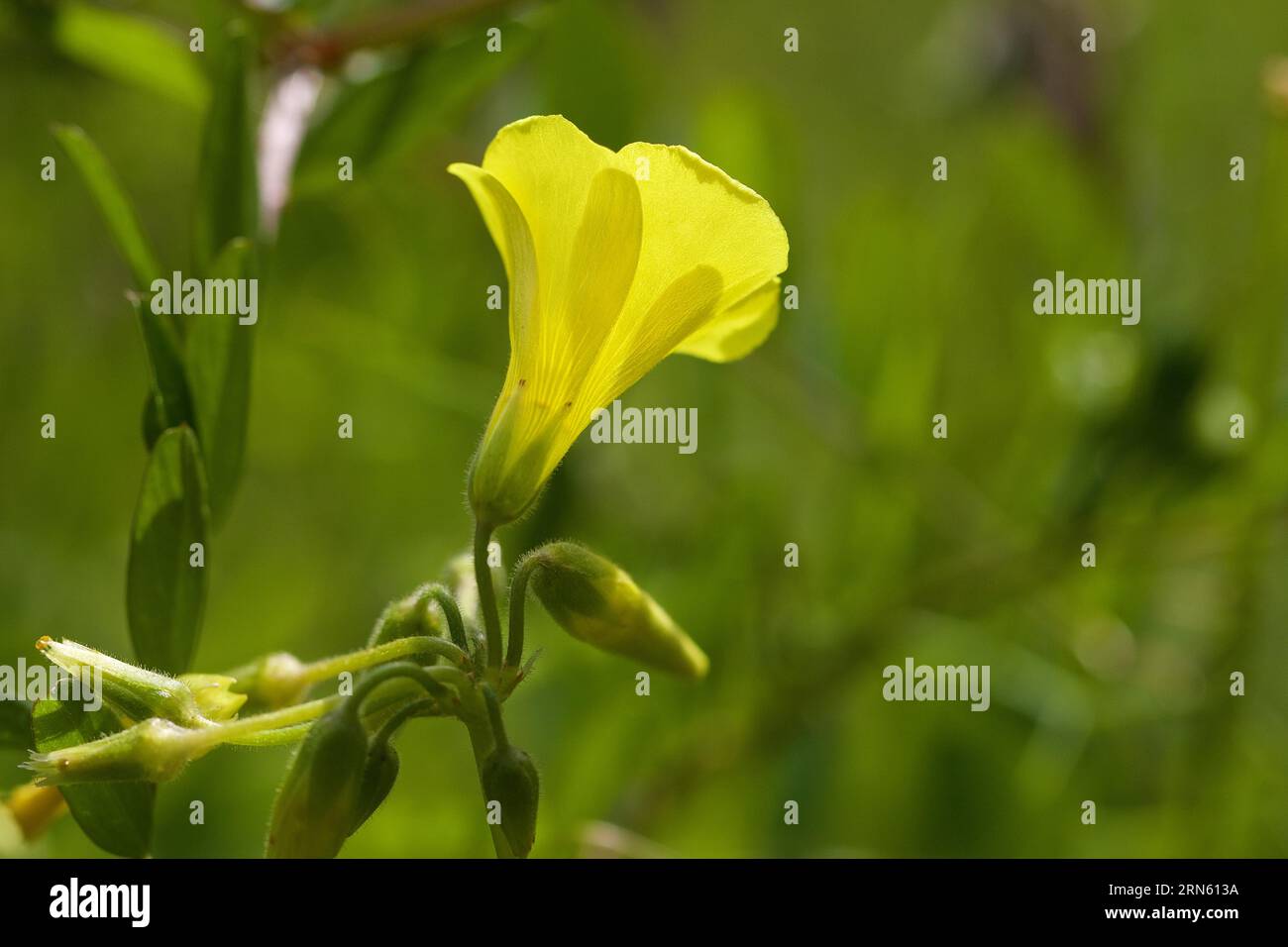 Sorrel di legno giallo (Oxalis), macro, fiore, laterale, semichiuso, Zingaro, Parco Nazionale, riserva naturale, Nord-ovest, Sicilia, Italia Foto Stock