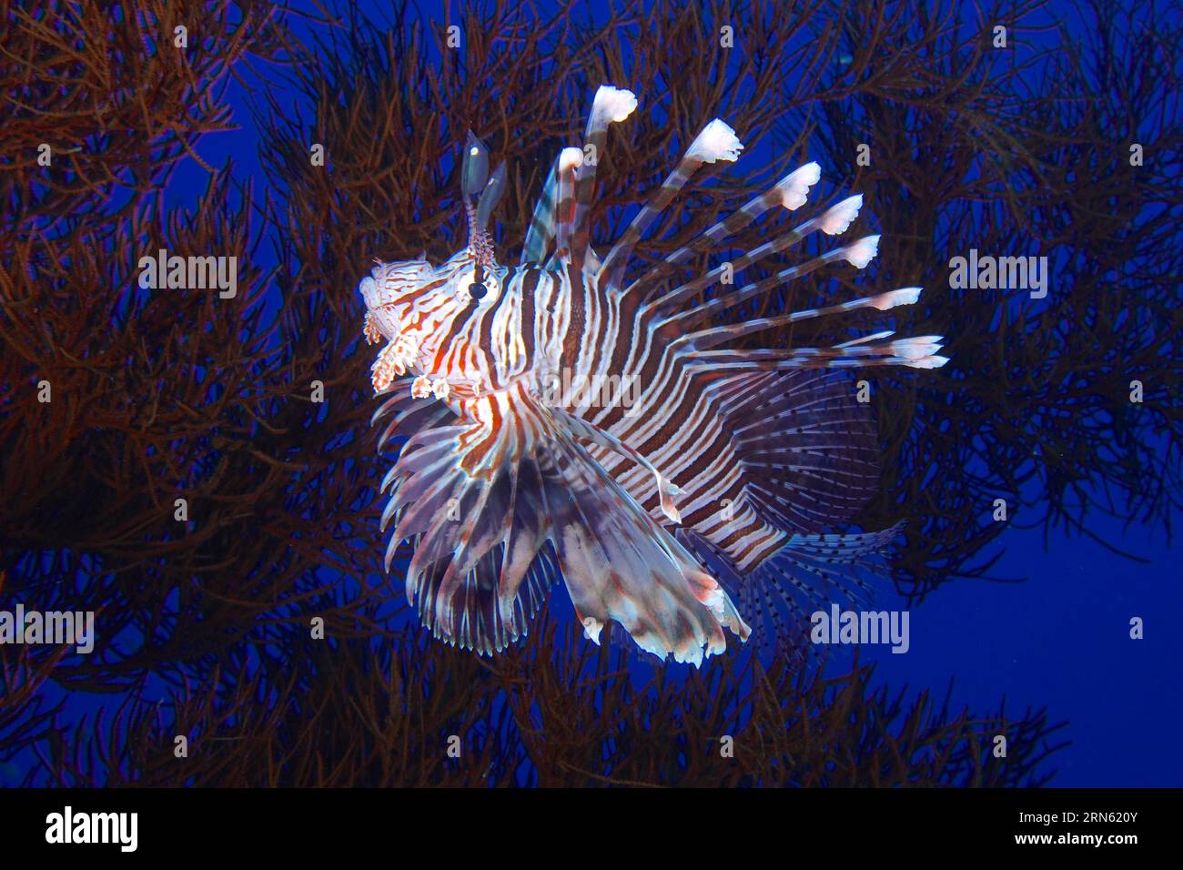 Indiano (miglio di Pterois) in corallo nero (Antipathes dichotoma), sito di immersione nella barriera corallina di St Johns, Saint Johns, Mar Rosso, Egitto Foto Stock