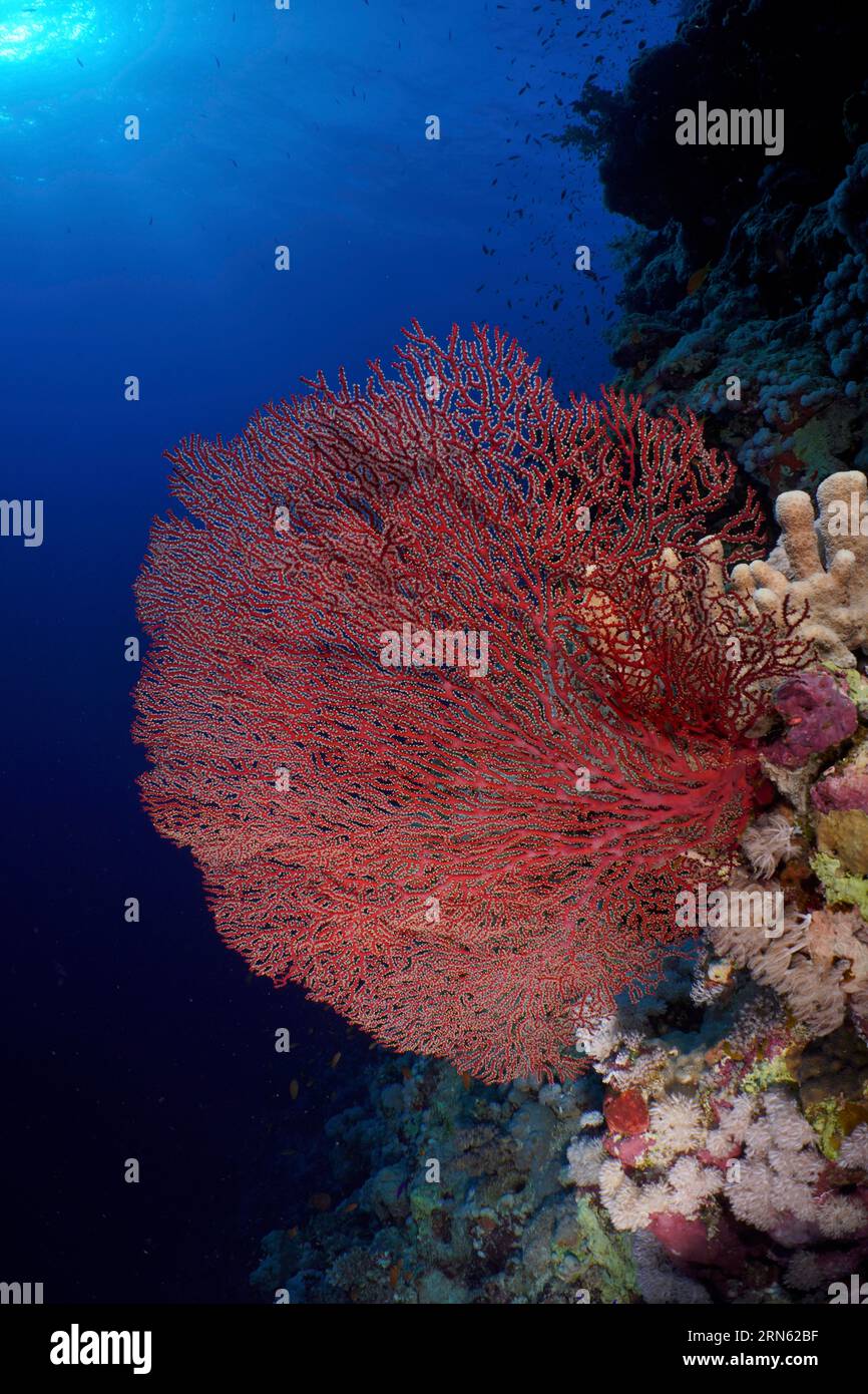 Corallo rosso nodo (Acabaria biserialis) in retroilluminazione, su una parete ripida. Sito di immersione: St Johns Reef, Saint Johns, Mar Rosso, Egitto Foto Stock