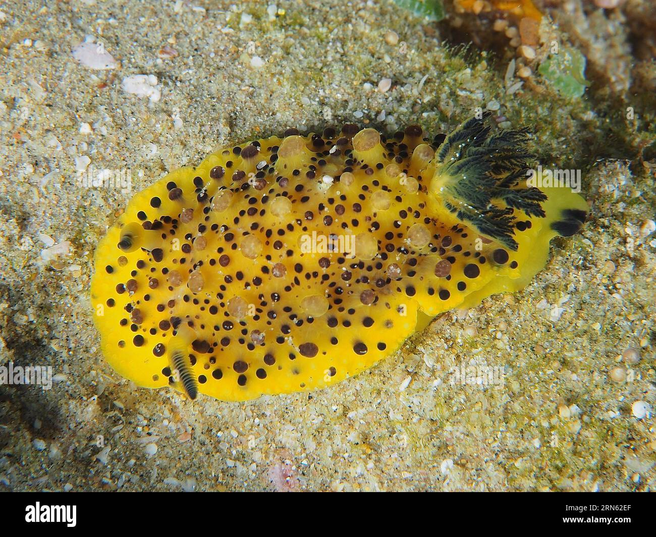 Dark spotted doris (Doris), Sodwana Bay National Park Dive Site, Maputaland Marine Reserve, KwaZulu Natal, Sudafrica Foto Stock