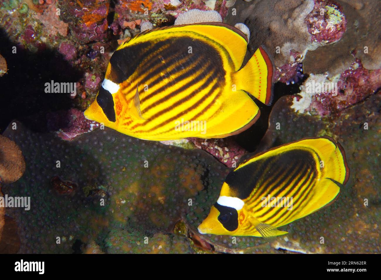 Coppia di pesci farfalla diagonali (Chaetodon fasciatus), sito di immersione nella barriera corallina di St Johns, Saint Johns, Mar Rosso, Egitto Foto Stock