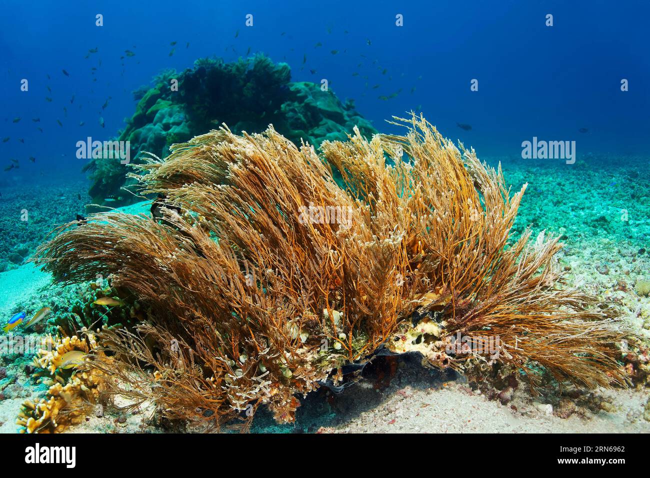 Bastoni idrozoani (Hydrozoa) fortemente cnidariani, su fondo sabbioso, grande Barriera Corallina, sito patrimonio dell'umanità dell'UNESCO, Mar dei Coralli, Oceano Pacifico, Foto Stock