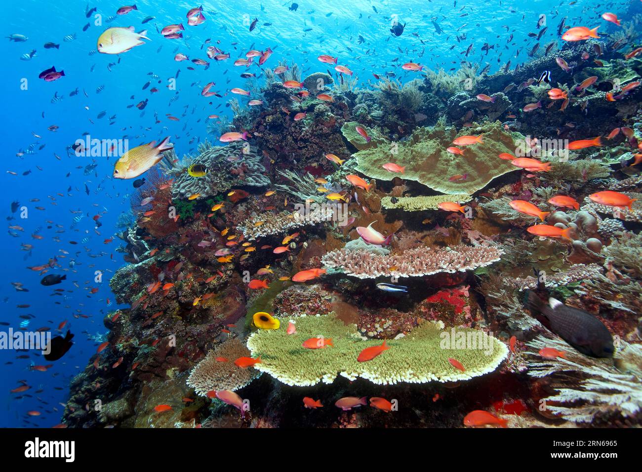 Cima della barriera corallina inclinata, corrente forte, molti pesci diversi, coralli e invertebrati, grande Barriera Corallina, sito patrimonio dell'umanità dell'UNESCO, Mar dei Coralli, Coralli Foto Stock