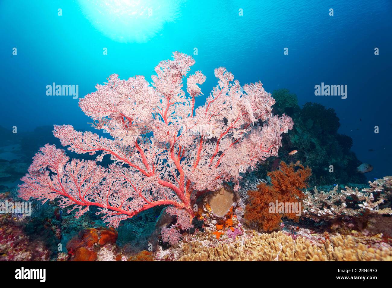 Gorgoniana con polipi aperti retroilluminati sulla barriera corallina, sulla grande Barriera Corallina, sito patrimonio dell'umanità dell'UNESCO, Mar dei Coralli e Mare dei Coralli Foto Stock