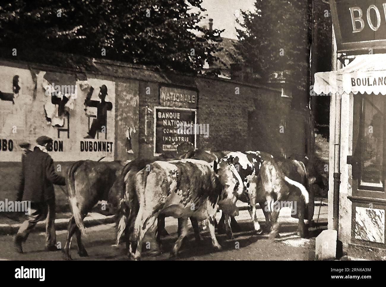 Francia 1939 - Un agricoltore che guida le sue mucche per le strade in direzione del mercato.- Francia 1939 - un agricolteur conduisant ses vaches dans les rues en Route vers le marché. Foto Stock