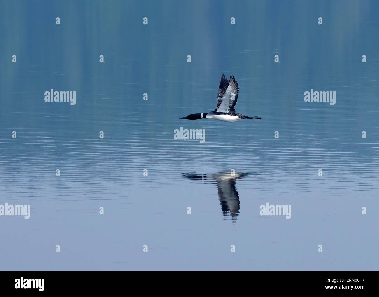 Un loon vola in basso su un lago nel Parco Algonquin con le sue ali completamente estese durante la corsa verso l'alto. Foto Stock