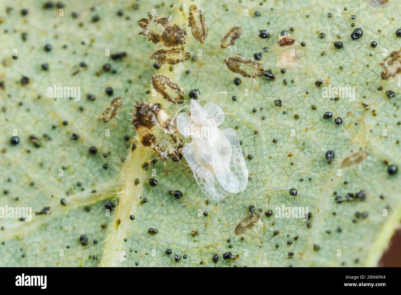 Un insetto adulto appena emerso in pizzo di quercia (Corythucha arcuata) Foto Stock