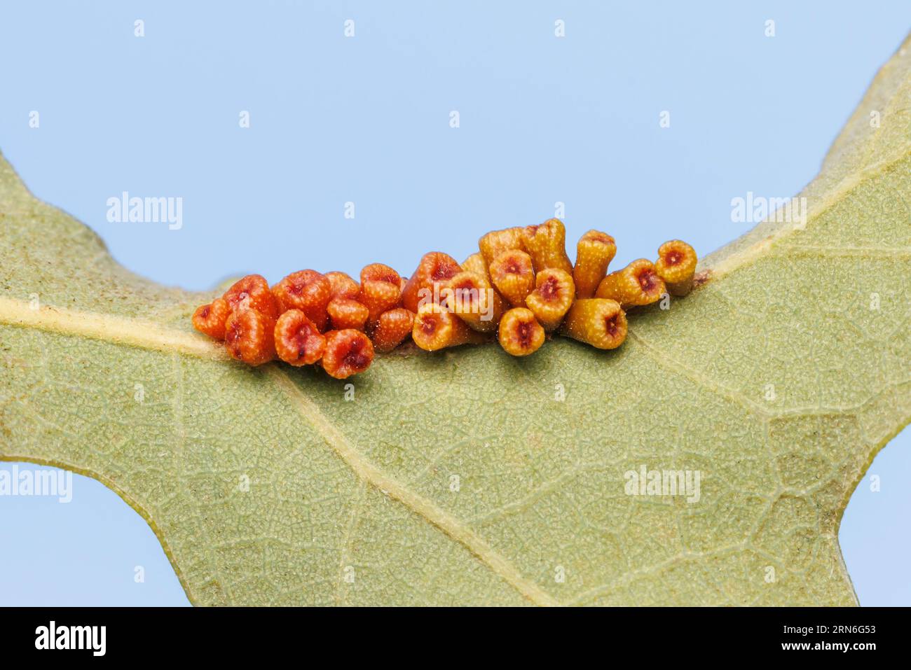 Galls of an Oak Gall Wasp (Andricus lustrans) su una foglia di Post Oak. Foto Stock
