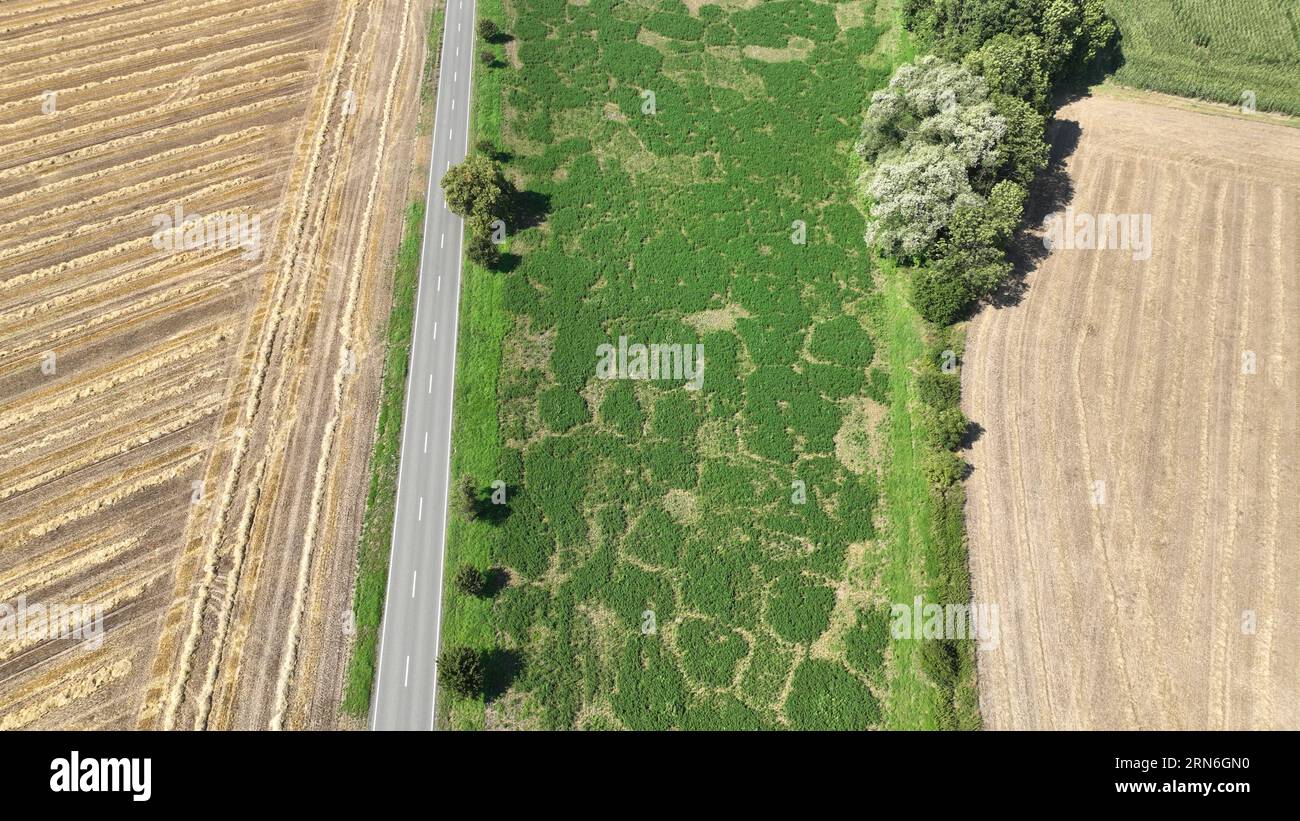Field vole comune Microtus arvalis disastro estremamente attaccato alfalfa Medicago sativa lucerna drone pianta aerea fiori di viola infestati da short-tai Foto Stock