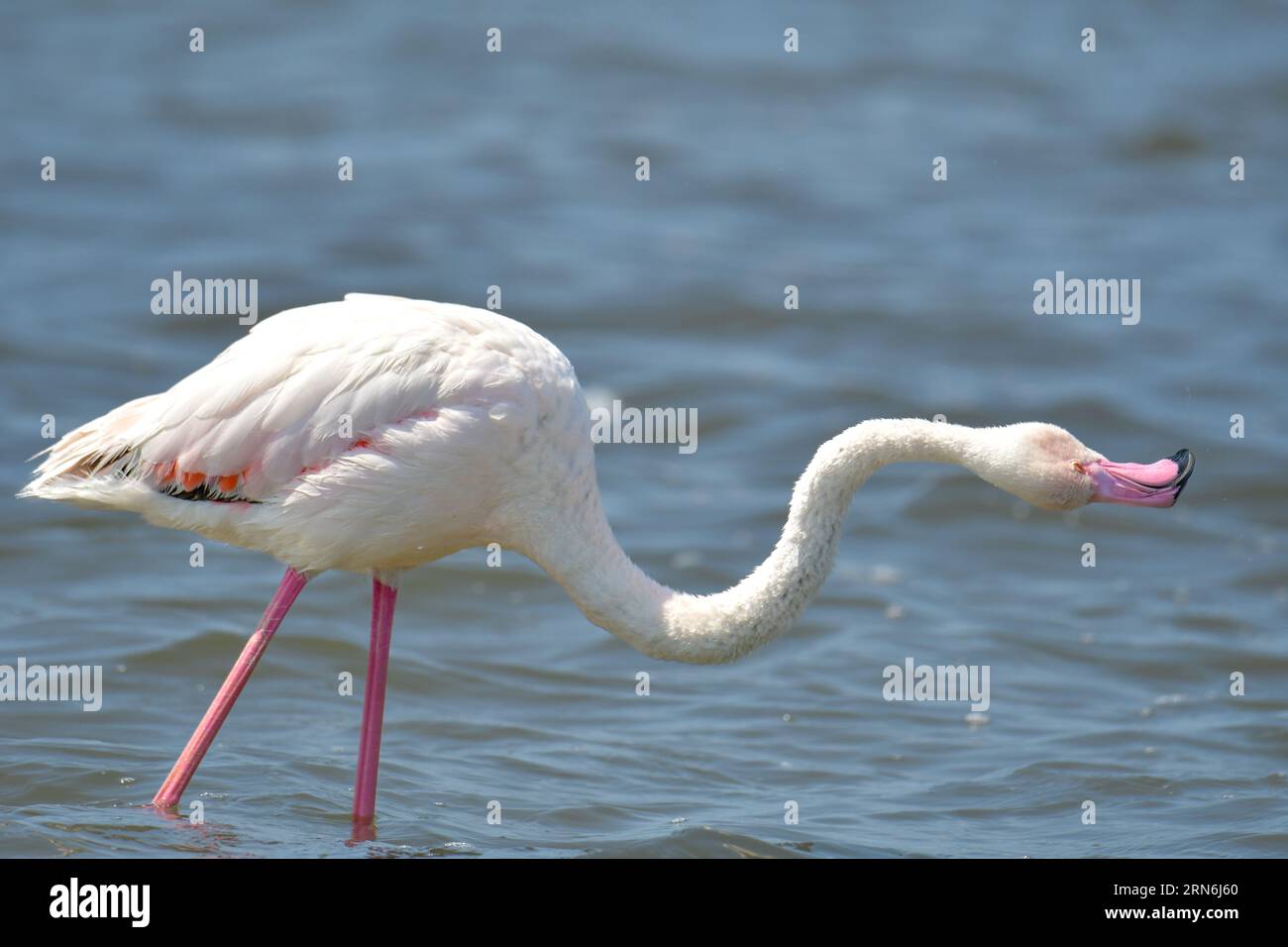 GREATER FLAMINGO, PHOENICOPTERUS ROSEUS Foto Stock