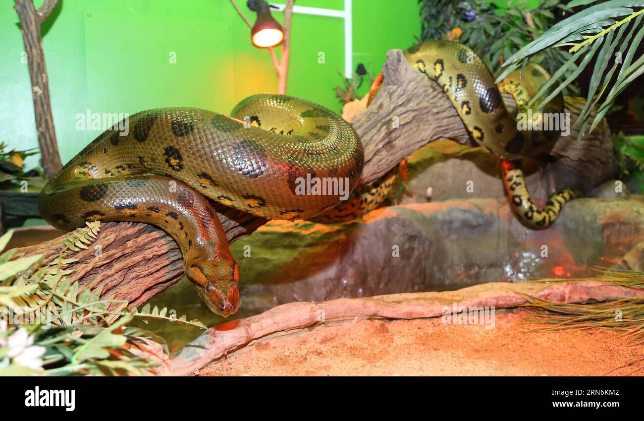 (150731) -- JOHANNESBURG, 31 luglio 2015 () -- foto scattata il 31 luglio 2015 mostra la 32enne Green Anaconda Annie al Montecasino Birds Garden di Johannesburg, Sudafrica, il 31 luglio 2015. La Green Anaconda Annie, con il peso di 42,8 kg e la lunghezza di 4,43 m, ha celebrato qui il suo 32° compleanno, rendendola la più antica donna al mondo Green Anaconda in cattività e la più antica Green Anaconda in Africa, secondo il Global Zoological Information Management System (ZIMS). ()(DJJ) SUD AFRICA-JOHANNESBURG-ANACONDA VERDE PIÙ VECCHIA FEMMINA-32ESIMO COMPLEANNO XINHUA PUBLICATIONXNOTXINXCHN Foto Stock