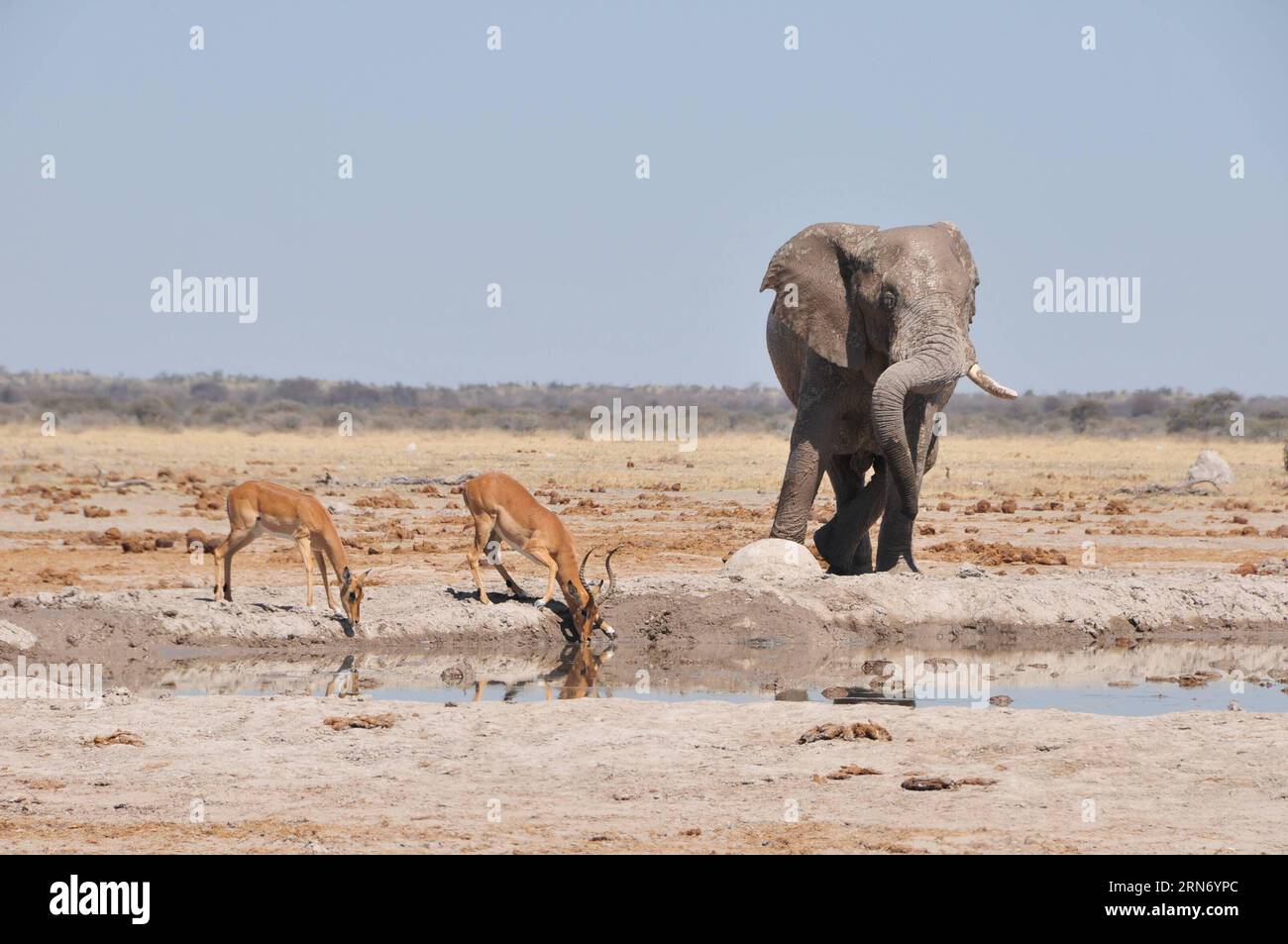 (150812) -- BOTSWANA, - due impala bevono acqua insieme a un elefante in una buca d'acqua nel Nxai Pan National Park, Botswana centrale il 10 agosto 2015. Il Parco Nazionale di Nxai Pan comprende diverse grandi distese -- Nxai Pan, Kgama-Kgama Pan e Kudiakam Pan, che un tempo erano antichi laghi salati. (lrz) BOTSWANA-NXAI PAN NATIONAL PARK-ANIMALS LyuxTianran PUBLICATIONxNOTxINxCHN Botswana Two Impala drink Water accanto a Elephant IN a Water Hole nel Nxai Pan National Park Central Botswana IL 10 agosto 2015 il Nxai Pan National Park includeva diversi grandi Pans Nxai Pan Pan Pan e Pan che un tempo erano Ancie Pan Foto Stock