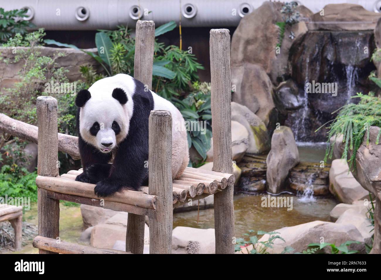 (150819) -- KUALA LUMPUR, 19 agosto 2015 -- foto scattata il 19 agosto 2015 mostra il panda gigante Xing Xing allo Zoo Nazionale della Malesia a Kuala Lumpur, Malesia. Un panda gigante dalla Cina ha dato alla luce un cucciolo in Malesia, ha detto martedì il primo ministro Najib Razak. Liang Liang, insieme a un panda gigante maschile Xing Xing, è arrivato in Malesia lo scorso anno con un prestito di 10 anni per il 40° anniversario dell'istituzione di relazioni diplomatiche tra Cina e Malesia. MALESIA-KUALA LUMPUR-GIGANTE PANDA ChongxVoonxChung PUBLICATIONxNOTxINxCHN 150819 Kuala Lumpur 19 agosto 2015 foto scattata IL GIORNO agosto Foto Stock