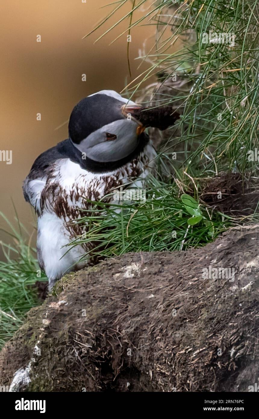 Pulcinella, nidificazione, scavo in tana. Foto Stock