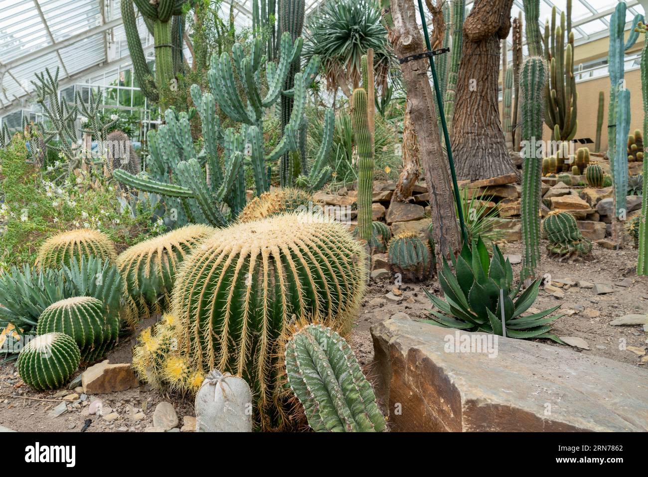 Molti cactus diversi nel Giardino Botanico Nazionale del Belgio a Meise (Pachthof in de Nationale Plantentuin van België in Meise) Foto Stock