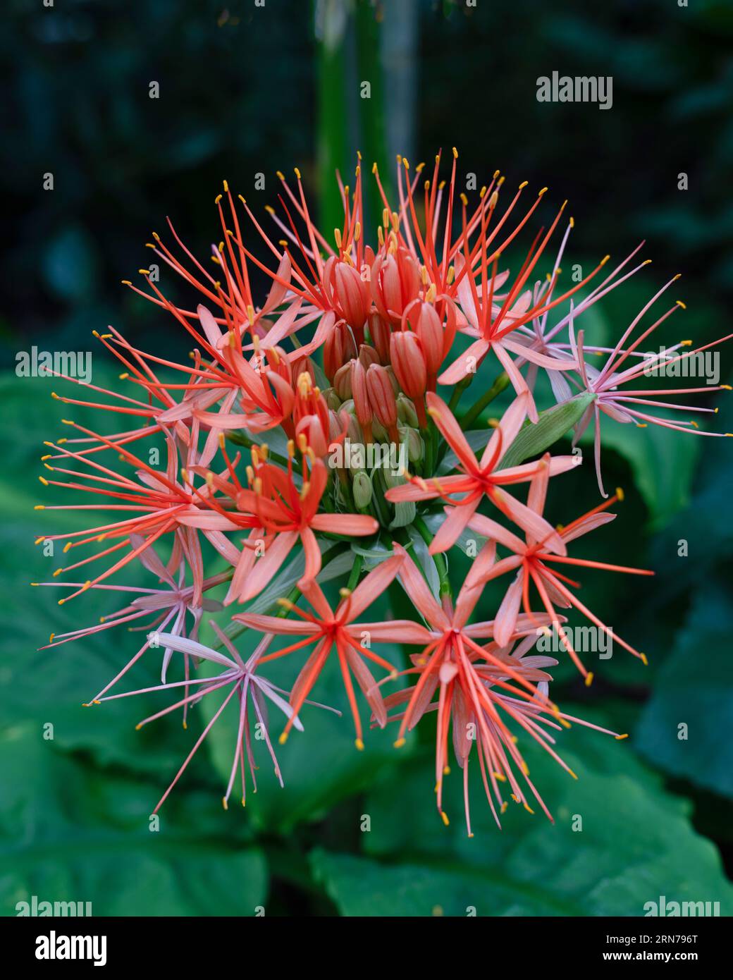 Lo Scadoxus multiflorus (precedentemente Haemanthus multiflorus) è una pianta bulbosa originaria della maggior parte dell'Africa subsahariana dal Senegal alla Somalia fino al Sudafrica Foto Stock