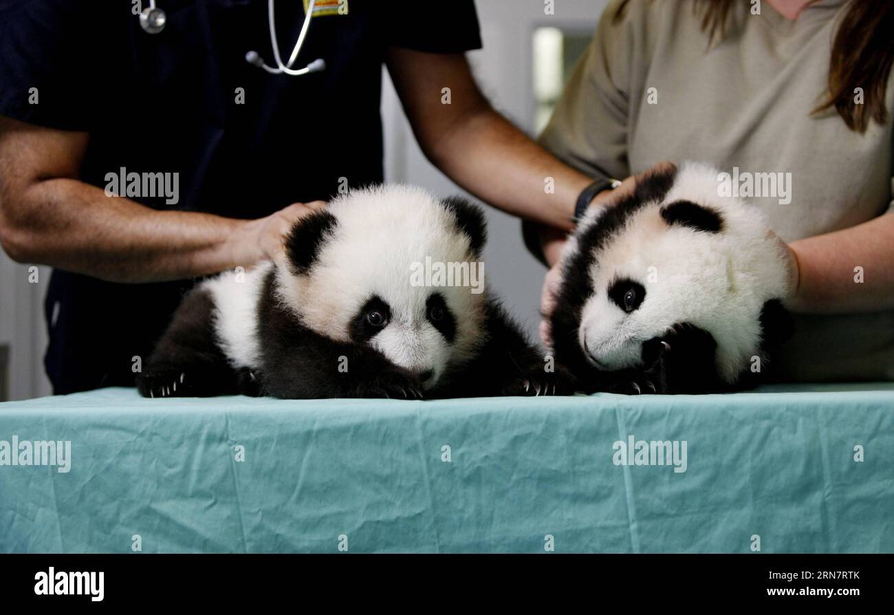 (150919) -- PECHINO, 19 settembre 2015 -- i cuccioli di panda gigante gemellati Mei Lun e Mei Huan aspettano un controllo medico allo zoo di Atlanta, negli Stati Uniti, 12 novembre 2013. Sono la prima coppia sopravvissuta di gemelli panda giganti nati negli Stati Uniti. Sempre con i loro cerchi oscuri assonnati, sempre distaccati, l'animale pazzo simile a un orso sono probabilmente i diplomatici più cool nella storia della relazione Cina-Stati Uniti. Da quando Pandora, il primo panda gigante introdotto ufficialmente negli Stati Uniti, è arrivato a San Francisco nel 1938, decine di panda giganti sono stati in tour o vivono nel 13zo Foto Stock