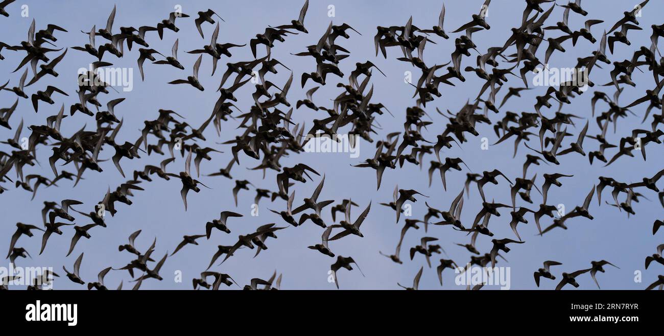 Wangerooge, Germania. 12 aprile 2023. 12.04.2023, Wangerooge. Un grande gregge di Plover d'Oro (Pluvialis apricaria) vola sull'isola di Wangerooge nel Mare del Nord. Gli amanti dell'oro probabilmente non si riproducono più in Germania e vengono solo nel Mare di Wadden nel Mare del Nord come uccelli migratori per riposare. Credito: Wolfram Steinberg/dpa credito: Wolfram Steinberg/dpa/Alamy Live News Foto Stock