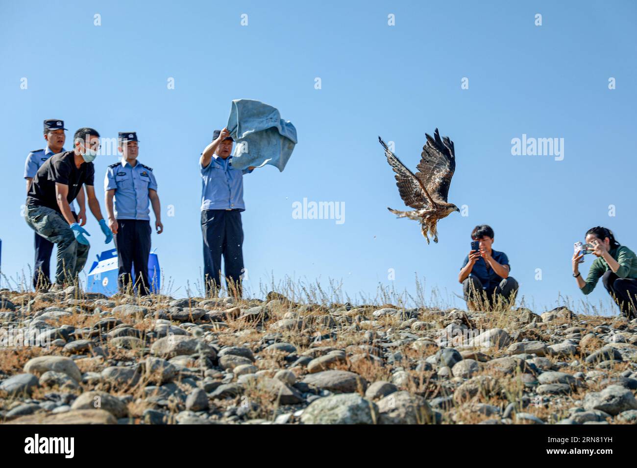 ALTAY, CINA - 31 AGOSTO 2023 - il personale della polizia e della società per la protezione degli animali rilascia Black Kite, un animale nazionale protetto di seconda classe, ad Altay, Xi Foto Stock