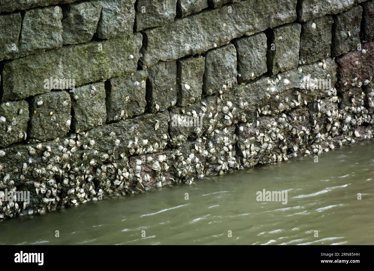 La foto scattata il 28 ottobre 2014 mostra il ponte Luoyang attraverso il fiume Luoyang nella città di Quanzhou, nella provincia del Fujian della Cina sud-orientale. Il ponte Luoyang, noto anche come ponte Wan An, è un ponte in pietra di tipo trave. La sua costruzione iniziò nel 1053 durante la dinastia Song settentrionale e durò sette anni). (wsw) CHINA-ANCIENT BRIDGE-TOP FOUR (CN) WangxSong PUBLICATIONxNOTxINxCHN la foto scattata NELL'ottobre 28 2014 mostra il ponte Luoyang attraverso il fiume Luoyang nella provincia del Fujian della città di Quanzhou nella Cina sudorientale il ponte Luoyang, così noto come Wan to Bridge, È un ponte di pietra di tipo Girder il suo costruzione Foto Stock