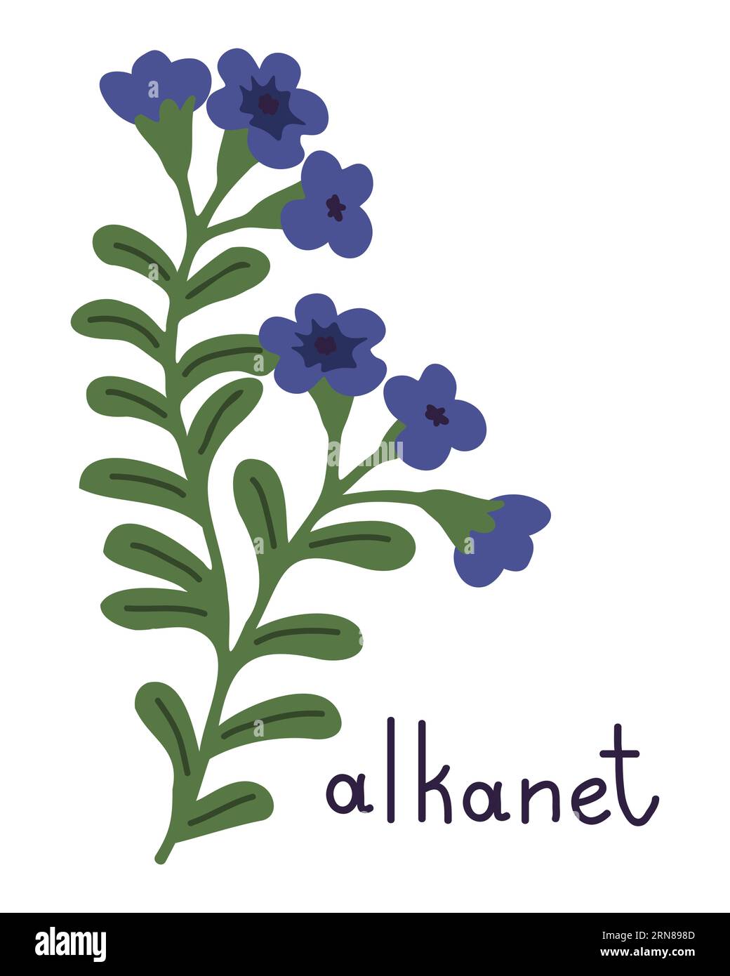 Illustrazione con fiore di alcanet vettoriale isolato Illustrazione Vettoriale