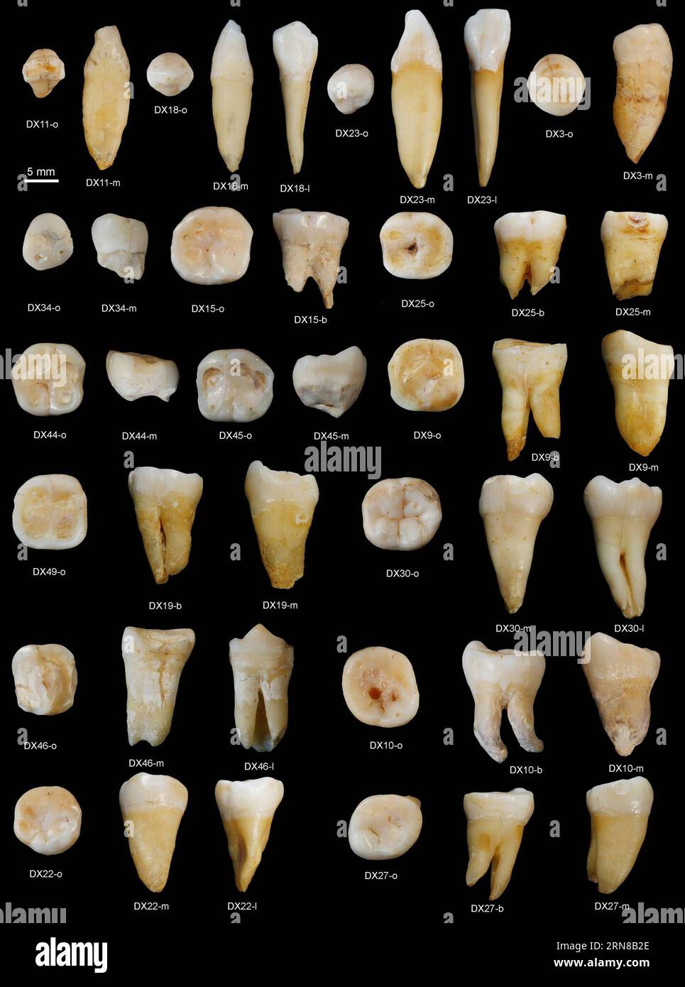 (151015) -- PECHINO, 15 ottobre 2015 () -- la foto fornita dall'Institute of Vertebrate Paleontology and Paleoanthropology sotto l'Accademia cinese delle scienze mostra fossili di denti trovati nella contea di Daoxian nella provincia di Hunan della Cina centrale. Questi fossili di denti indicano la prima forma di homo sapiens moderno apparso nella regione più di 80.000 anni fa. I 47 fossili, trovati nella contea di Daoxian, risalgono a 80.000 - 120.000 anni fa e si ritiene che siano i resti più antichi di una forma completamente moderna che gli scienziati hanno conosciuto nella regione dell'Asia orientale, lo studio dei principali scienziati ha detto il 15 ottobre Foto Stock