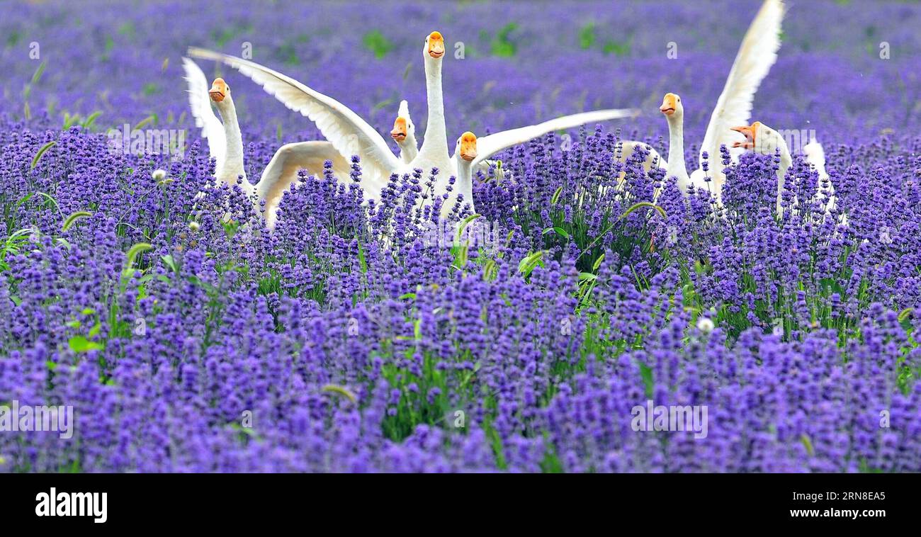 (151020) -- PECHINO, 20 ottobre 2015 -- la foto del file non datato mostra il gioco delle oche nelle piantagioni di lavanda nella contea di Huocheng, nella regione autonoma di Xinjiang Uygur della Cina nordoccidentale. (wyo) CHINA-XINJIANG-HUOCHENG-SCENOGRAFIA (CN) ChenxJianli PUBLICATIONxNOTxINxCHN Beijing OCT 20 2015 file senza dati foto mostra oche che giocano nelle piantagioni di lavanda nella contea di Huocheng nella Cina nord-occidentale della regione autonoma di Xinjiang Uygur wyo Cina Xinjiang Huocheng scenario CN ChenxJianli publintionchintxintionchintxicano Foto Stock