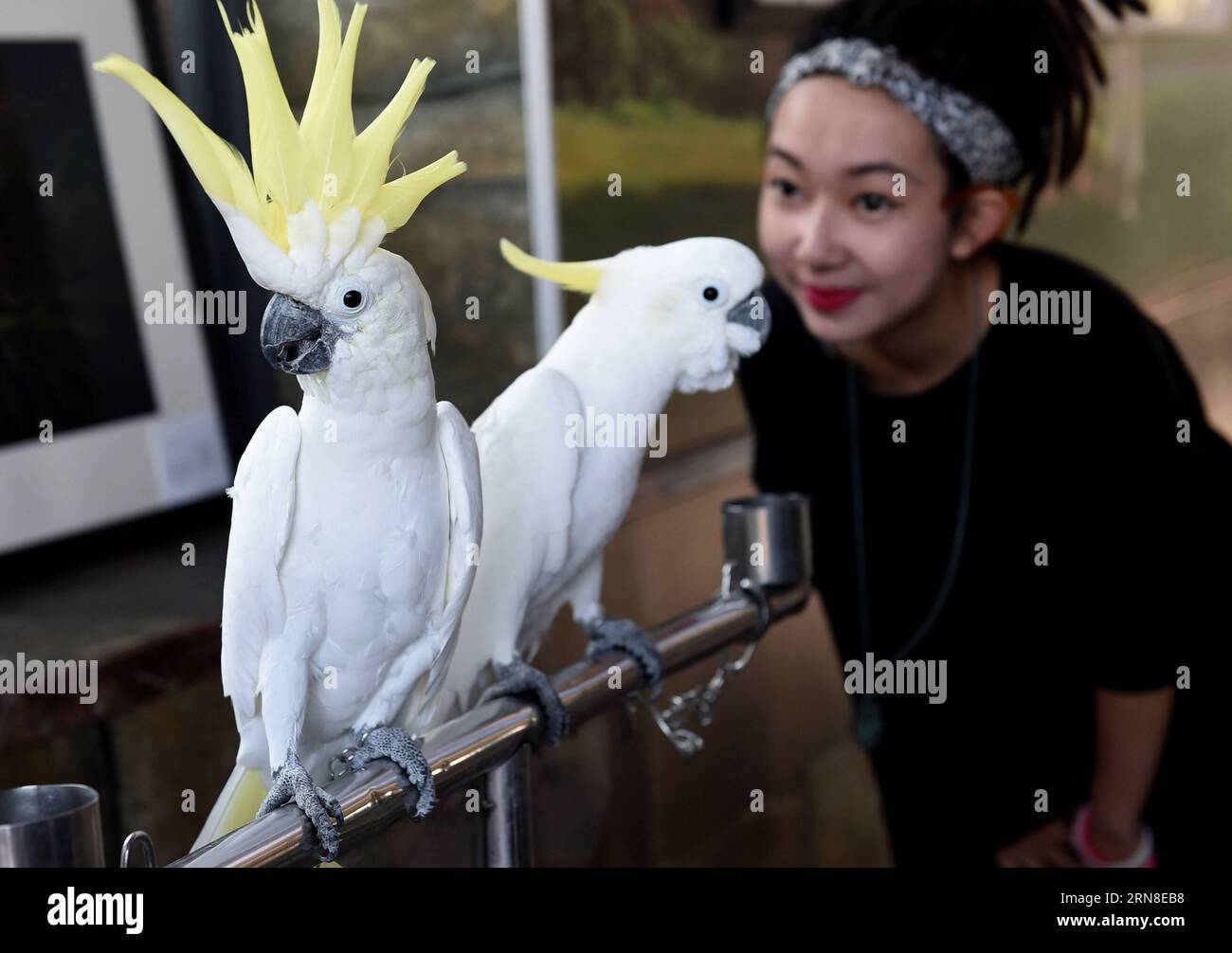 (151020) -- KUNMING, 20 ottobre 2015 -- Un turista guarda due cacatua allo zoo degli animali selvatici dello Yunnan a Kunming, capitale della provincia dello Yunnan della Cina sud-occidentale, 20 ottobre 2015. ) (mt) CHINA-KUNMING-ANIMALS-SUNNY DAY (CN) LinxYiguang PUBLICATIONxNOTxINxCHN Kunming OCT 20 2015 a Tourist Views due Cockatoos ALLO Yunnan Wild Animal Zoo a Kunming capitale della provincia dello Yunnan della Cina sudoccidentale OCT 20 2015 Mt China Kunming Animals Sunny Day CN LinXYiguang PUBLICATIONXNOTxINXCHN Foto Stock