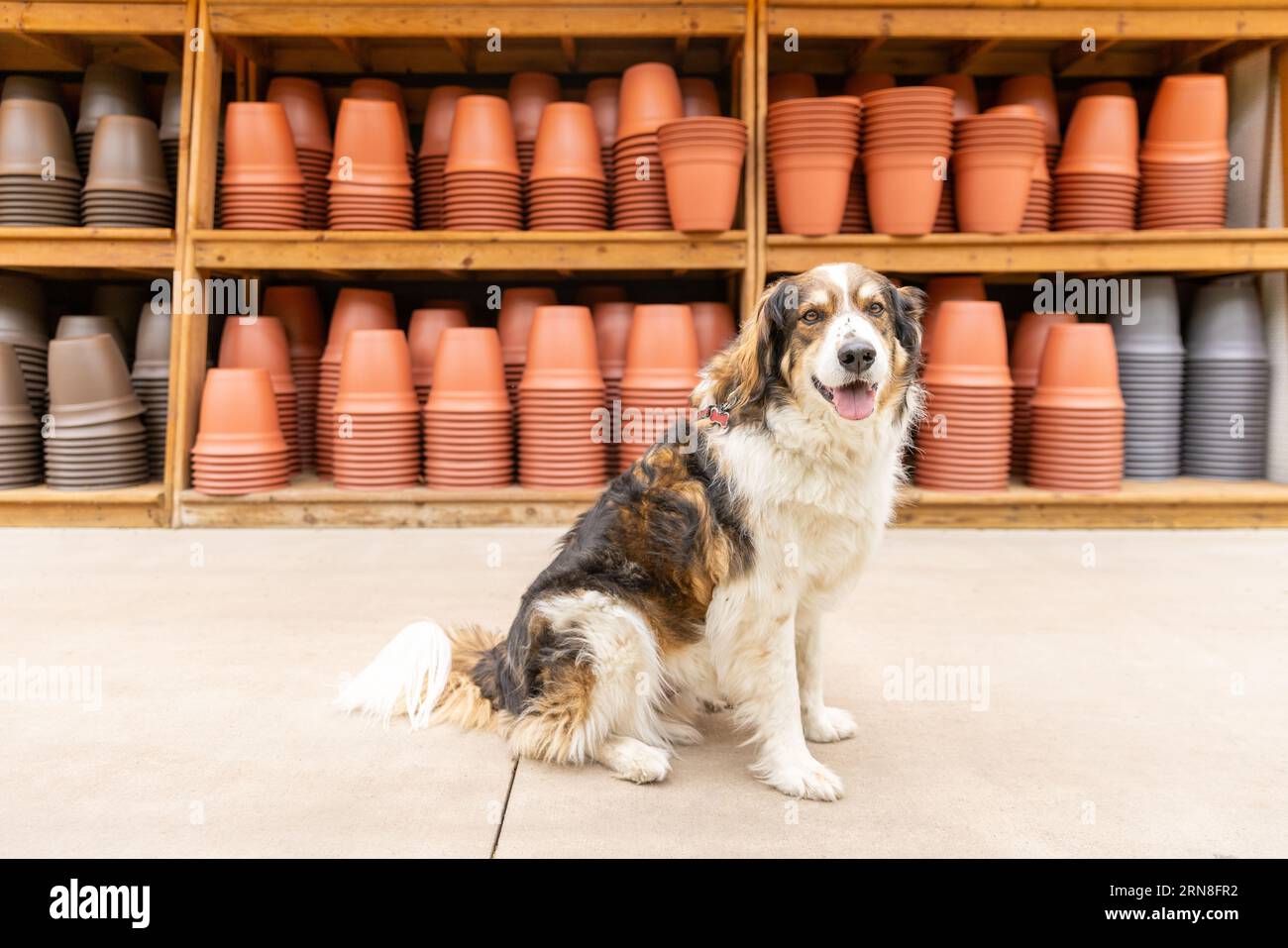 Un cane da pastore di fronte a una mostra di vasi per piantatrici in un centro giardino adatto ai cani Foto Stock Un cane da pastore di fronte a una mostra di vasi per piantatrici in un centro giardino adatto ai cani Foto Stock