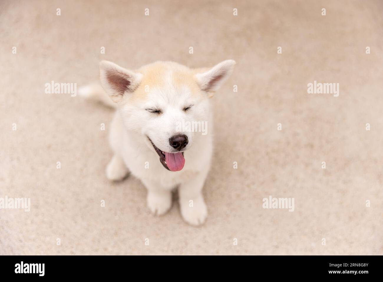 Un cucciolo di Pomsky seduto su un marciapiede con gli occhi chiusi e la bocca aperta Foto Stock