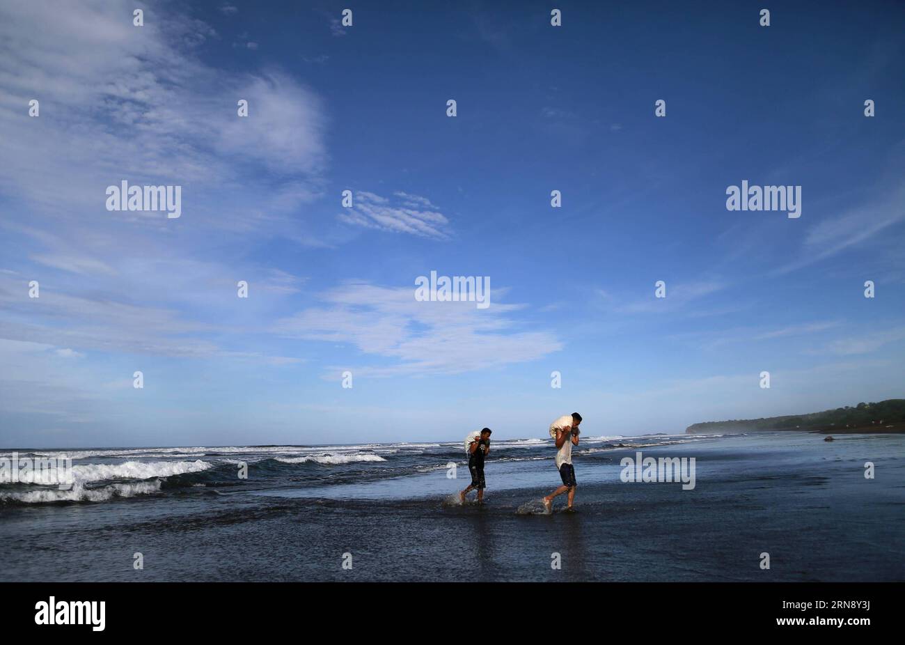 (151110) -- OSTIONAL BEACH, - immagine scattata il 9 novembre 2015 mostra i membri dell'Ostional Integral Development Association (OIDA) che trasportano sacchetti di uova di tartaruga marina Olive Ridley che lavavano nell'oceano sulla spiaggia di Ostional, 183 miglia a nord-ovest della capitale di San Jose, Costa Rica. Più di un quarto di milione di tartarughe marine Olive Ridley si erano schiantate a riva lunedì mattina per nidificare sulla spiaggia di Ostional sulla costa nord del Pacifico della Costa Rica. Era il tredicesimo annidamento di massa quest'anno e il numero di arrivi di sabato è stato probabilmente il più grande per un solo giorno negli ultimi anni, secondo Marine biol Foto Stock