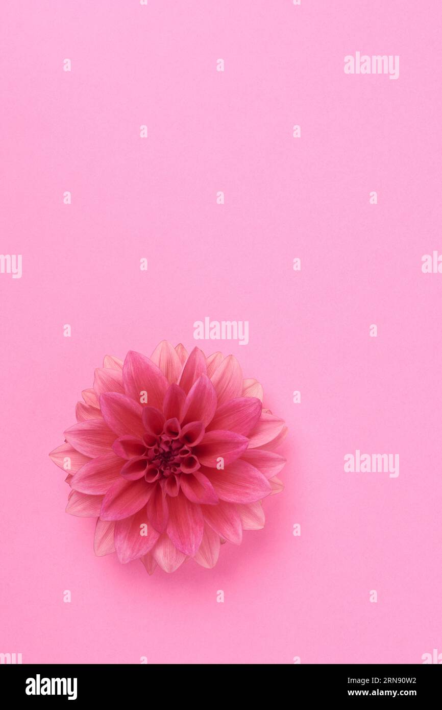 fiore di dahlia rosa isolato su superficie o sfondo rosa gradiente, bella testa di fiore a margherita singola, presa direttamente dall'alto con negativo Foto Stock