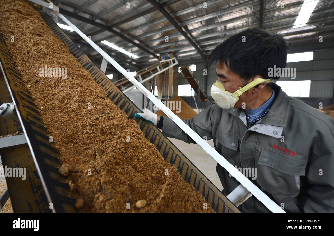 ENSHI, 18 novembre 2015 -- i residui agricoli e forestali sono prodotti in biocarburanti presso una società di bioenergia nella contea di Xuan en di Enshi Tujia e nella prefettura autonoma di Miao, nella provincia di Hubei della Cina centrale, 18 novembre 2015. ) (wf) CHINA-HUBEI-BIO-ENERGY (CN) SongxWen PUBLICATIONxNOTxINxCHN Biomassen Verarbeitung für Energiegewinnung in Cina Enshi Nov 18 2015 i residui agricoli e forestali sono fabbricati in biocarburanti PRESSO una Bio Energy Company a Xuan en County of Enshi Tujia and Miao Autonomous Prefecture Central China S Hubei Province Nov 18 2015 WF Hubei China Bio Energy CN SongxWen Foto Stock