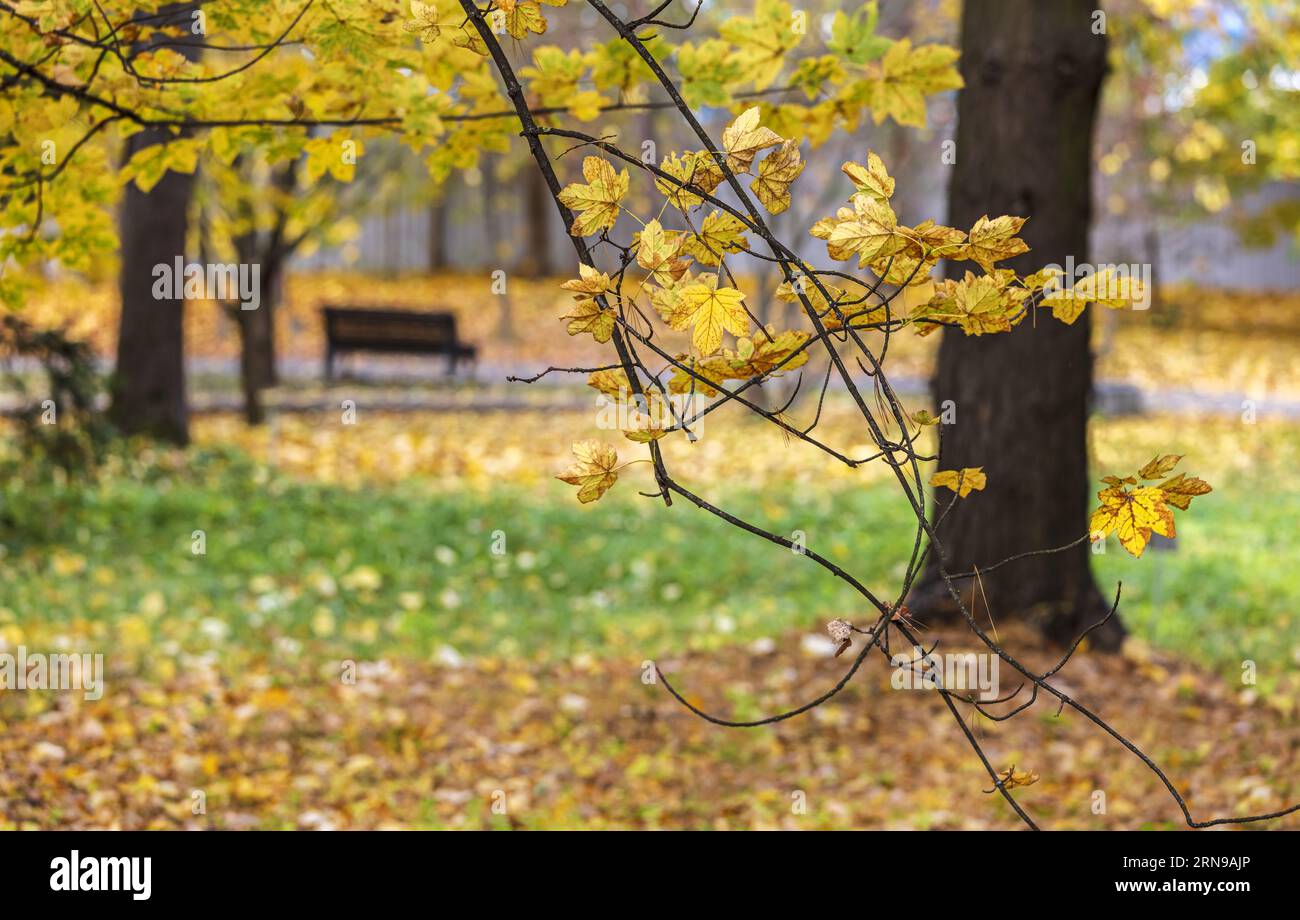 panca vuota nel parco pubblico cittadino in autunno. paesaggi sfocati del parco. Foto Stock