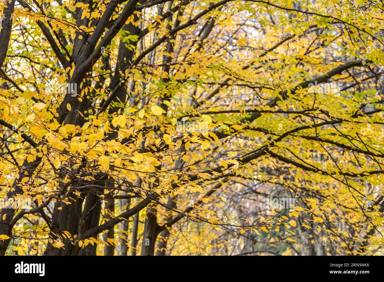 scenario colorato di faggi con foglie gialle nel parco autunnale. sfondo naturale della stagione. Foto Stock