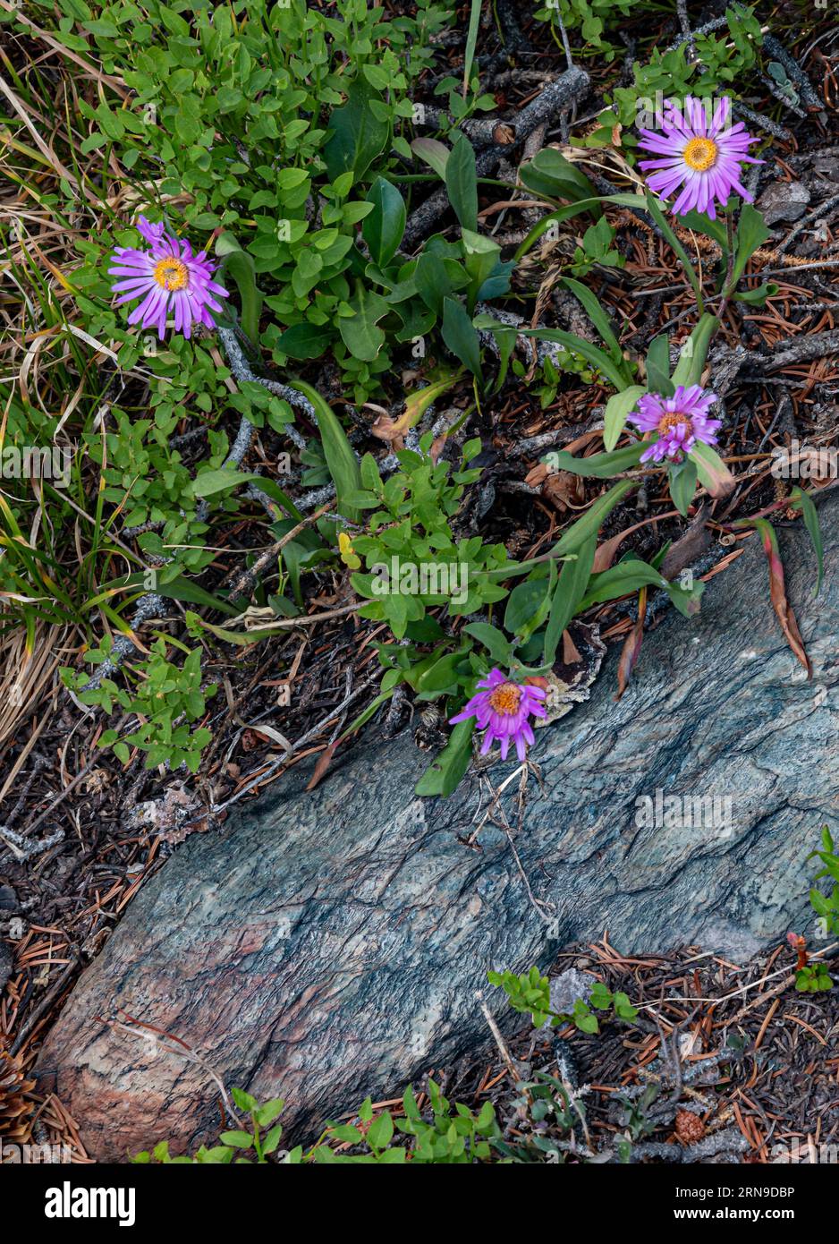 Le astiche alpine (Aster Alpinus) crescono sul lato di un canyon del South French Creek , catena montuosa innevata, Medicine Bow National Forest, Albany County, Foto Stock
