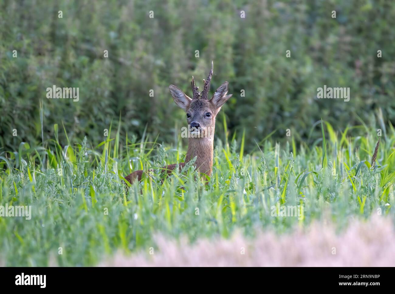 Roe Deer Capreolus capreolus Buck camminando attraverso la vegetazione e il raccolto nella fattoria di Noth Norfolk, Regno Unito Foto Stock