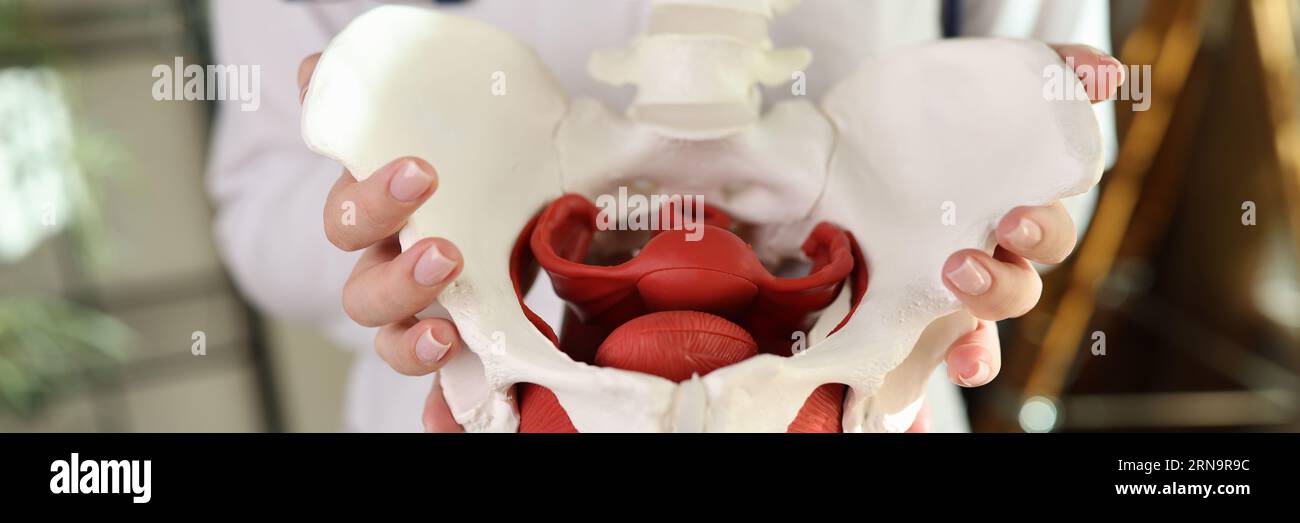 Medico ginecologo tenuta di pelvi femminile con modello muscolare Foto Stock