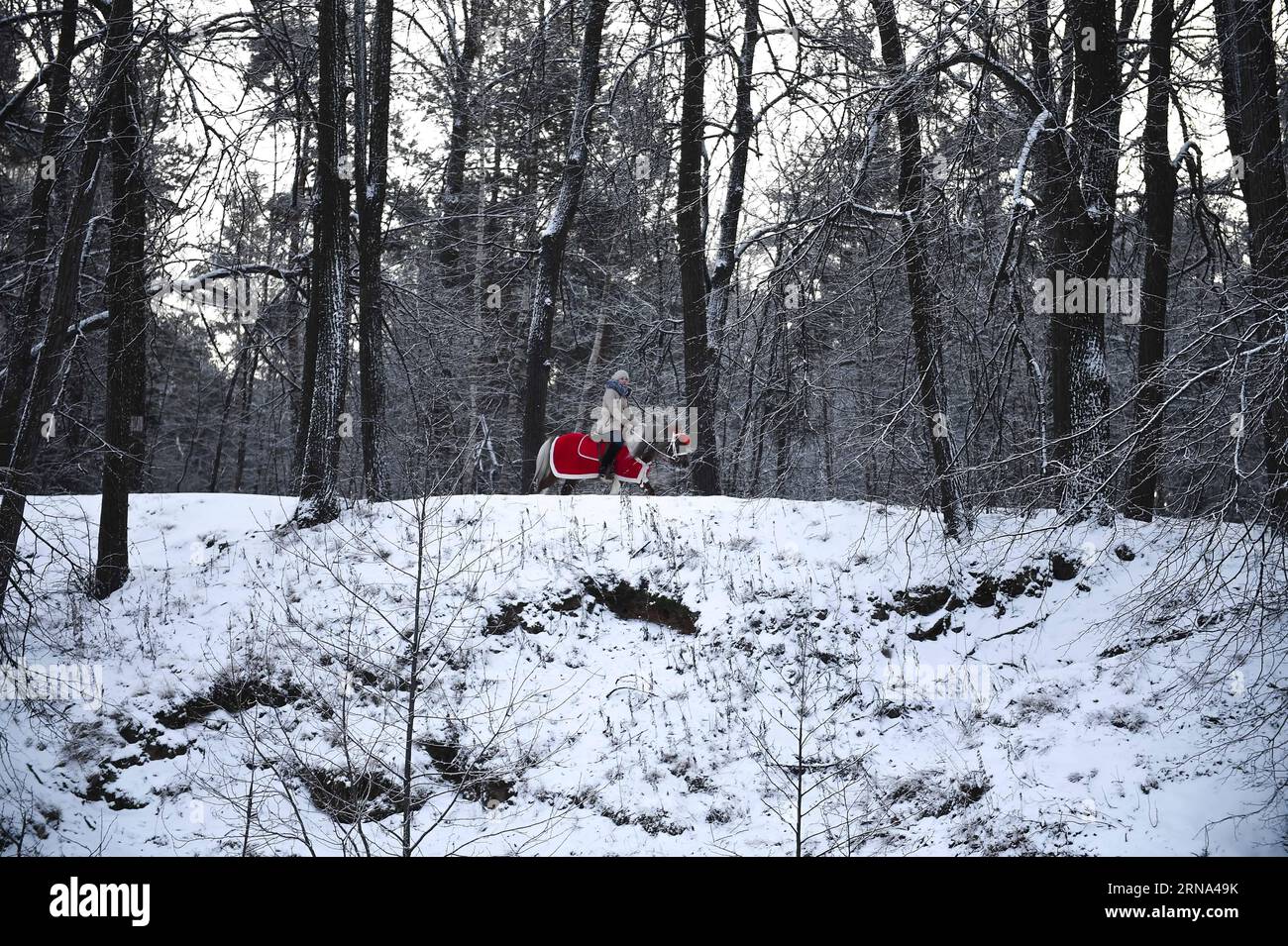 (160105) -- MOSCOW, Jan. 5, 2016 -- A woman rides a horse in Kuzminki Park, Moscow, Russia, on Jan. 5, 2016. Temperatures dipped to around minus 20 degrees Celsius during New Year holiday time. ) RUSSIA-MOSCOW-WINTER-WEATHER DaixTianfang PUBLICATIONxNOTxINxCHN   160105 Moscow Jan 5 2016 a Woman Rides a Horse in Kuzminki Park Moscow Russia ON Jan 5 2016 temperatures dipped to Around Minus 20 Degrees Celsius during New Year Holiday Time Russia Moscow Winter Weather DaixTianfang PUBLICATIONxNOTxINxCHN Foto Stock