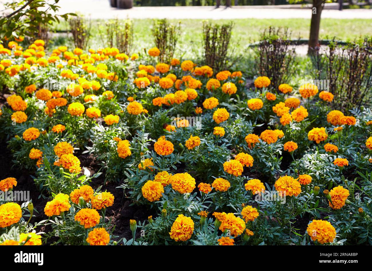Tagetes patula francese marigold giallo arancio fiore. Primo piano bello Marigold fiore e foglia (Tagetes erecta, messicano, Aztec o francese marigold) i Foto Stock