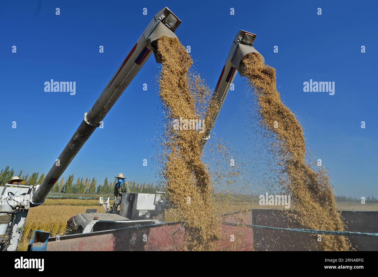 Gli agricoltori raccolgono riso nella contea di Helan nello Yinchuan, regione autonoma Ningxia Hui della Cina nordoccidentale, 9 ottobre 2015. L'economia cinese è cresciuta del 6,9% nel 2015. ) (wf) CINA-PIL CRESCITA-6,9% (CN) WangxPeng PUBLICATIONxNOTxINxCHN Foto Stock