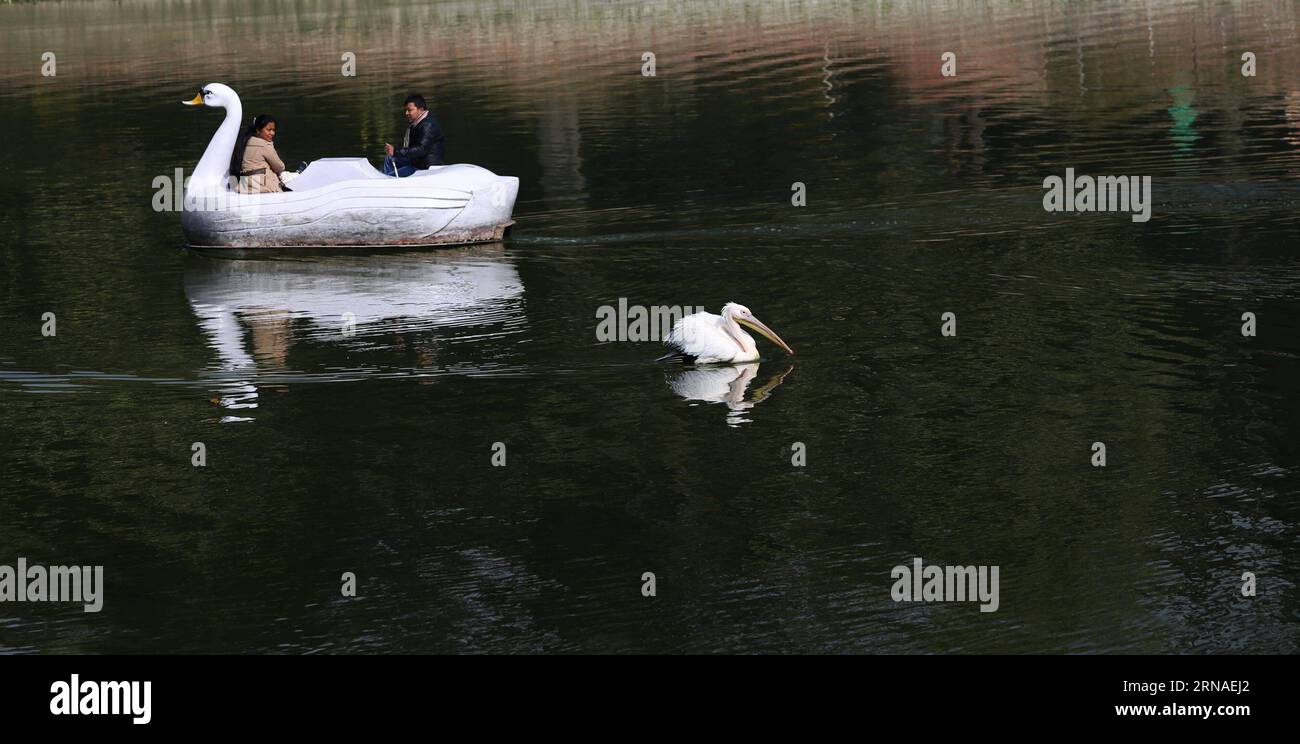 (160122) -- KATHMANDU, Jan. 22, 2016 -- A pelican swims near a boat at a pond of the Central Zoo in Lalitpur, Nepal, Jan. 22, 2016. ) NEPAL-LALITPUR-CENTRAL ZOO SunilxSharma PUBLICATIONxNOTxINxCHN   160122 Kathmandu Jan 22 2016 a Pelican swim Near a Boat AT a Pond of The Central Zoo in Lalitpur Nepal Jan 22 2016 Nepal Lalitpur Central Zoo SunilxSharma PUBLICATIONxNOTxINxCHN Foto Stock