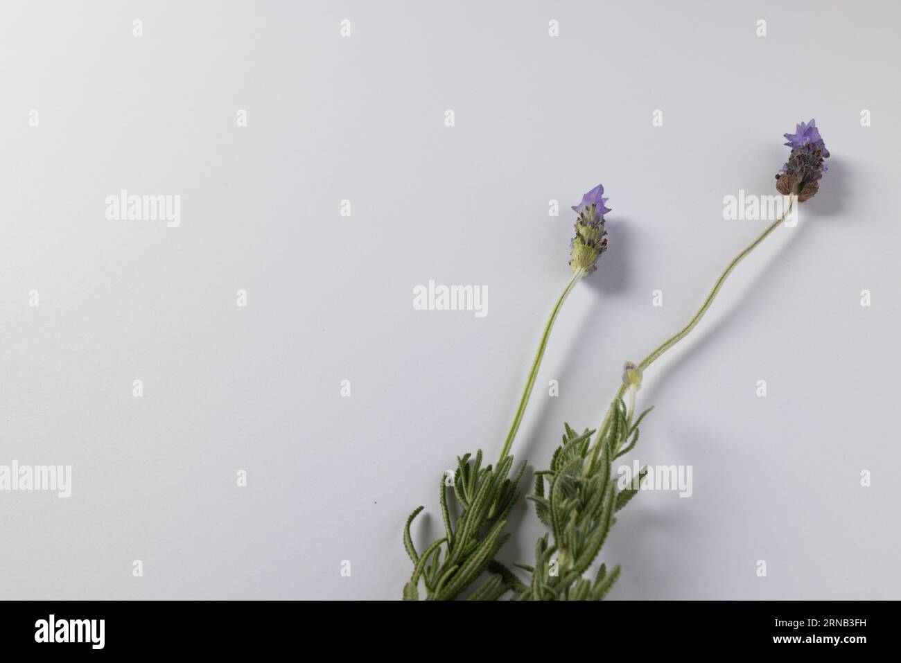 Fiori di lavanda viola e spazio copia su sfondo bianco Foto Stock