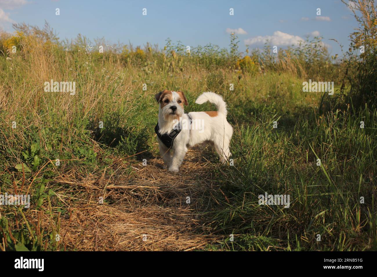 Cane sul campo Foto Stock