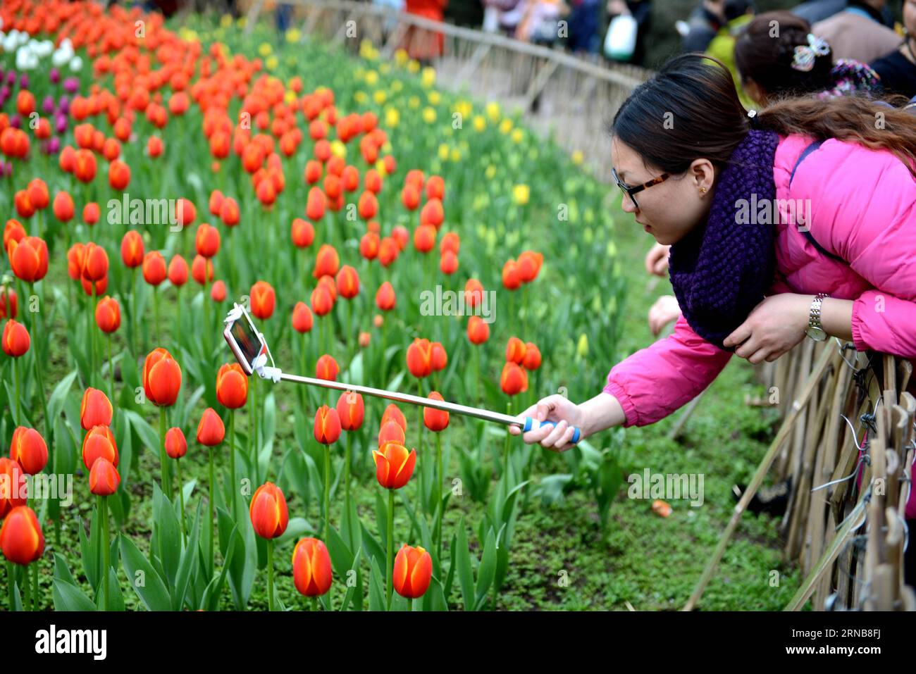 (160224) -- CHONGQING, 24 febbraio 2016 -- Un visitatore usa un bastone per selfie per scattare foto di tulipani in un parco di fiori nel distretto di Yubei sotto Chongqing, nel sud-ovest della Cina, 24 febbraio 2016. ) (Yxb) CHINA-CHONGQING-TULIP(CN) ZhongxGuilin PUBLICATIONxNOTxINxCHN Chongqing 24 febbraio 2016 un visitatore utilizza un Selfie Stick per scattare foto di TULIPANI IN un parco dei fiori nel distretto di Yubei sotto Chongqing Cina sud-occidentale 24 febbraio 2016 yxb Cina Chongqing Tulip CN ZhongxGuilin PUBLTIONTxINCHN Foto Stock