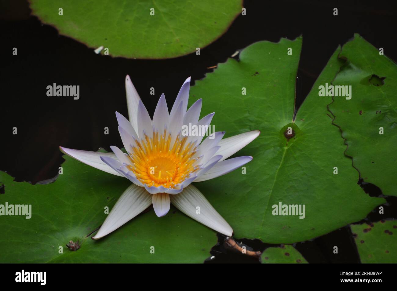Loto bianco Foto Stock