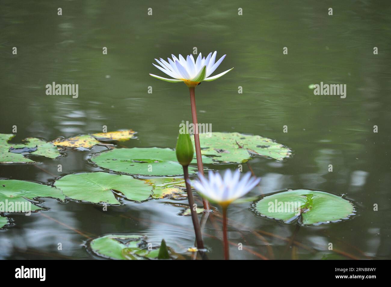 Loto bianco Foto Stock