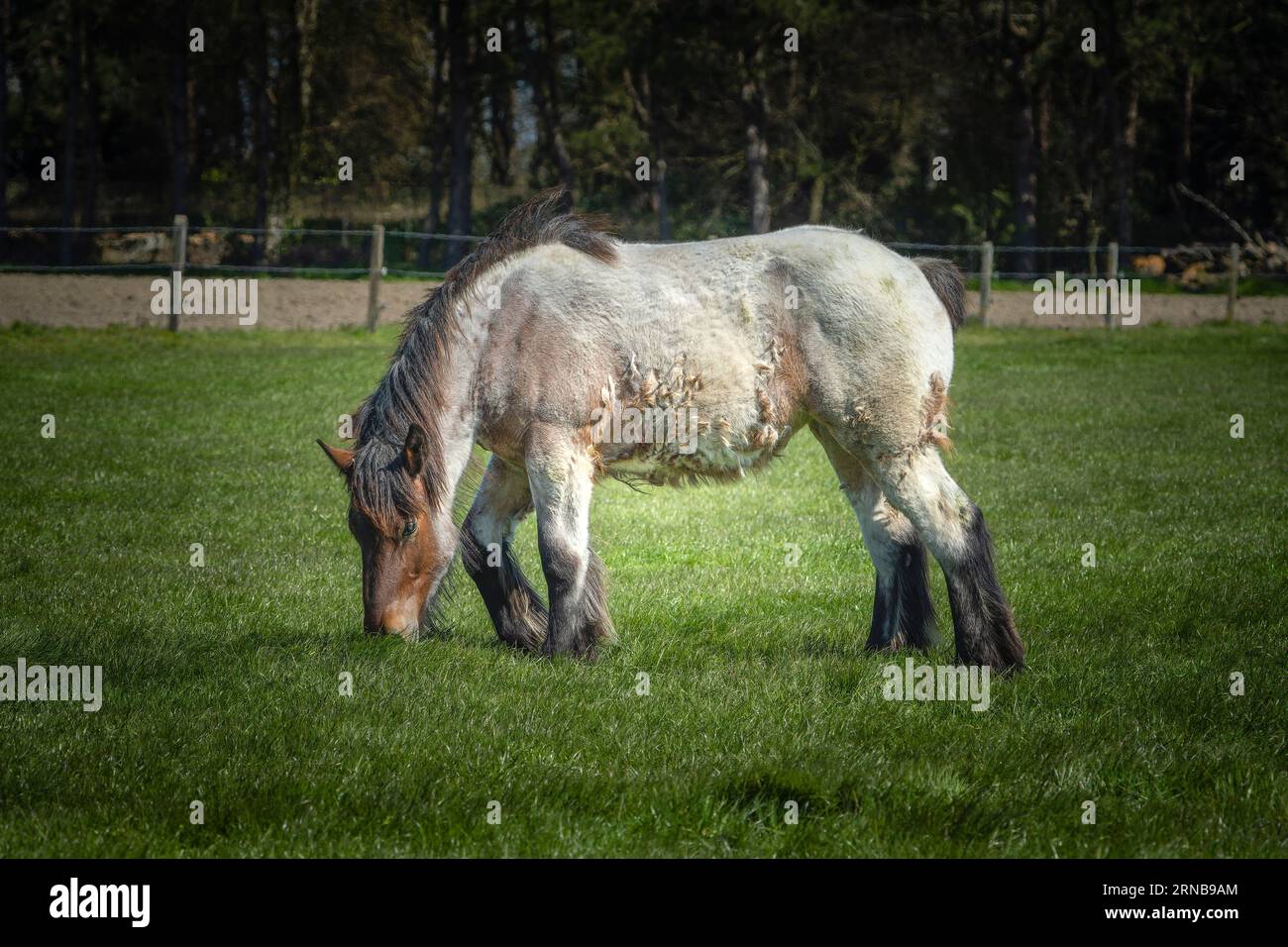 Cavallo nel giardino che mangia erba Foto Stock