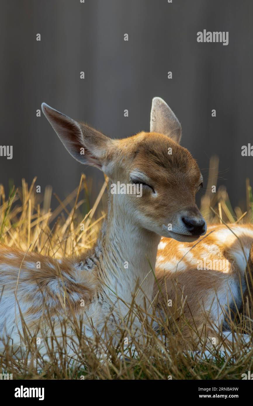 Vitello dei cervi rossi Foto Stock