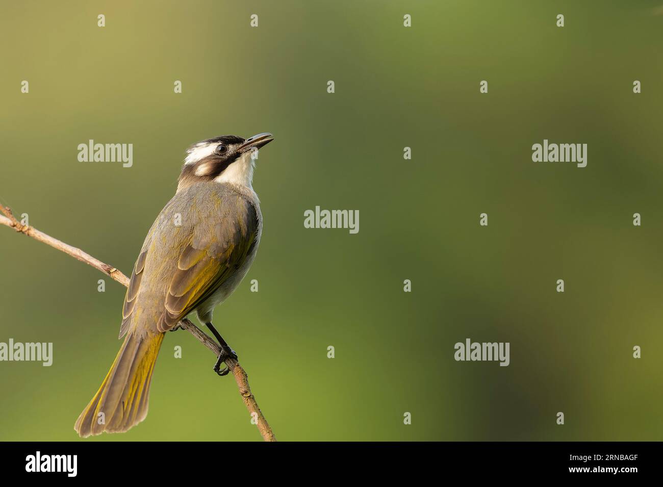 Bulbul ventilata e arroccata Foto Stock